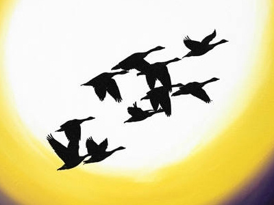 Bird art , geese flying over new moon
