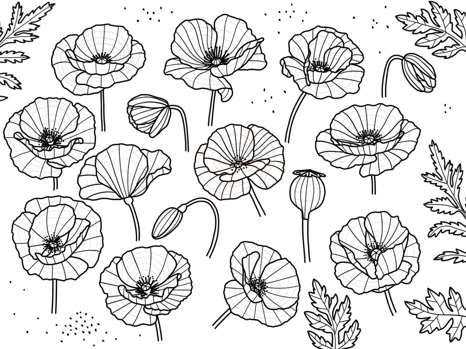 Poppy flower drawings by Anna Rzepka on Dribbble