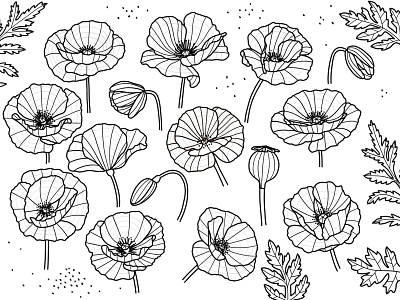 Poppy flower drawings autodesk sketchbook botanical bud doodle drawing embroidery design floral flower fruit greenery hand drawn leaf leaves perspective petals poppy seed sketch sketchbook study