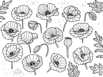 Poppy flower drawings