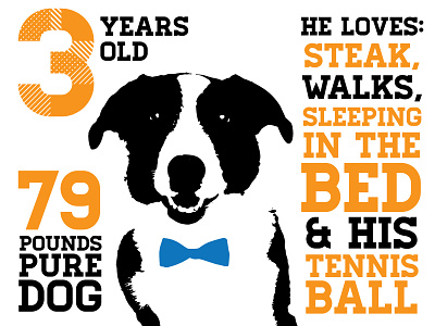 Happy Birthday, Dyson! adopt border collie bow tie dog labrador