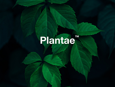 Plante - Branding branding