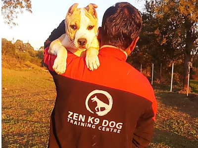 zen k9 dog training center american mastiff terrier dog logo design logo mark training logo