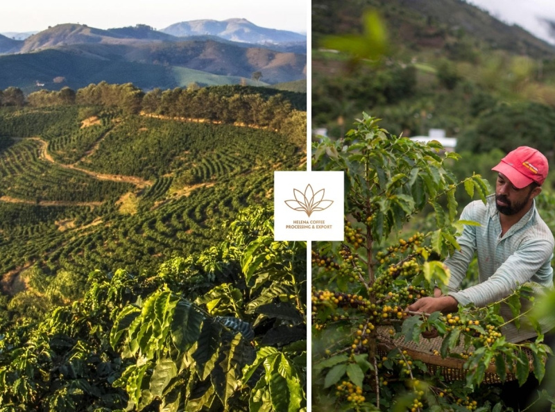 Why coffee grown at high altitudes taste superior? by Helena Coffee