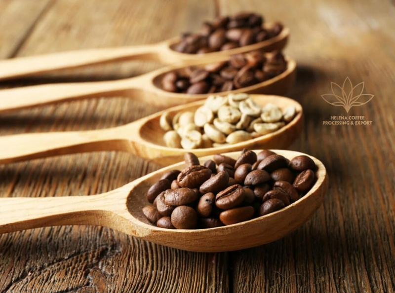 What are Robusta and Arabica coffee better? by Helena Coffee Vietnam on