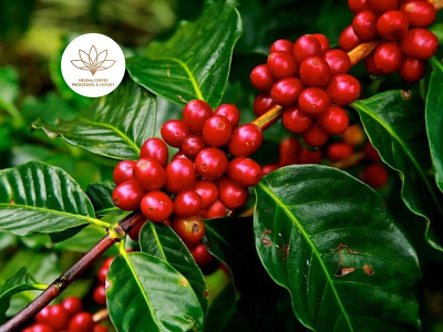 What is Cherry Coffee? coffee arabica coffee cherry coffee robusta coffee vietnam helenacoffee