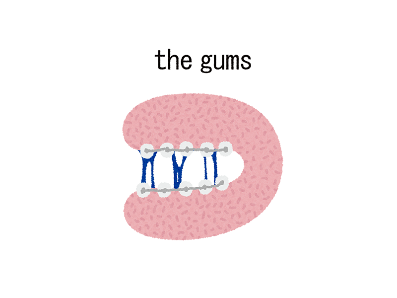 The Gums animation pink funny gif gum illustration teeth