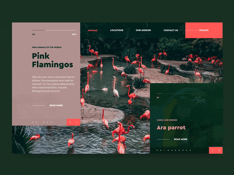 Flamingos & Parrot design gif interaction minimal motion motion animation typography ui user interface ux web design website