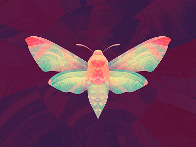 Humming Bird Moth bug humming bird illustration moth photoshop