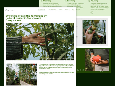 Organica website aesthetic branding design farm food forest green greenhouse minimal organic tomato typography ui ux vegetable web design website