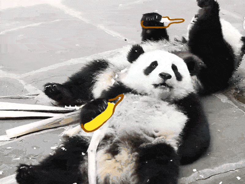 Panda5 beer panda