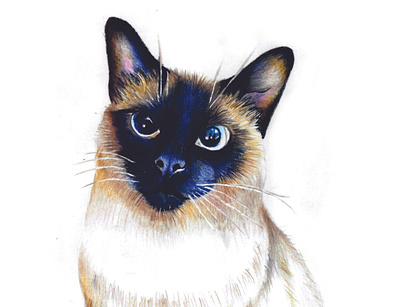 Gata em lapís de cor art cat draw fabercastell gato lapisdecor pencilart pet realistic