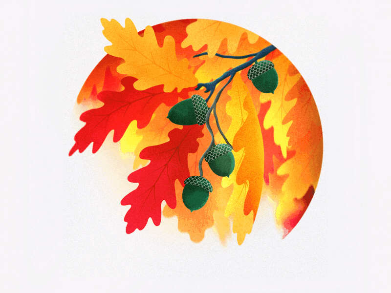 Autumn Leaves acorn autumn branch fall leaf leaves tree windy
