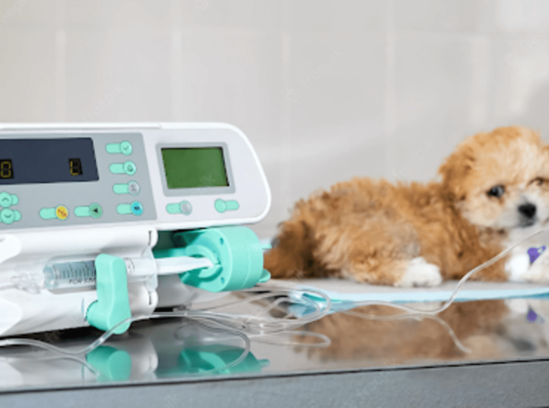 Are You Looking For Veterinary Equipment? by leading edge on Dribbble