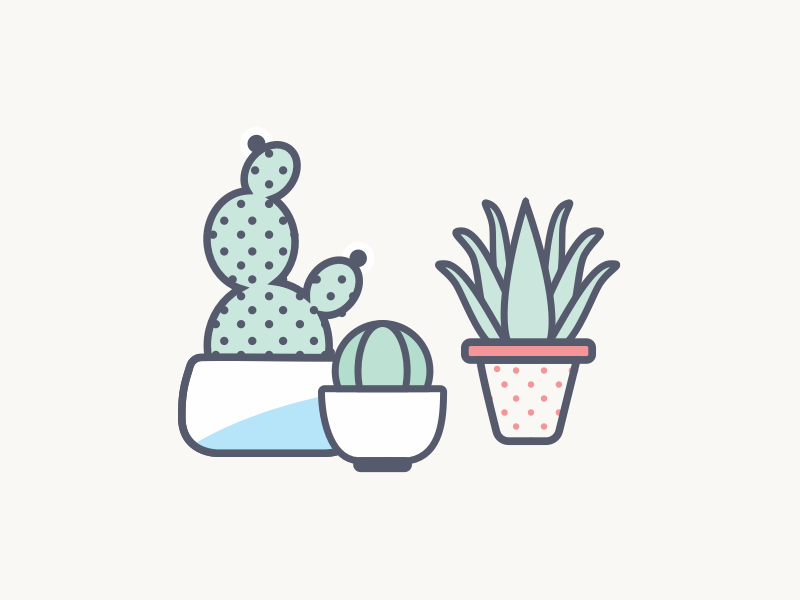 Diversity diversity pot planter aloe vera cactus plants