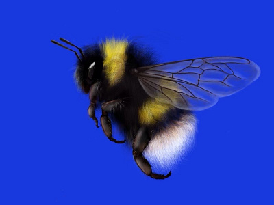 Chonky Bee bee bees bug design digitaldrawing drawing illustration insect procreate