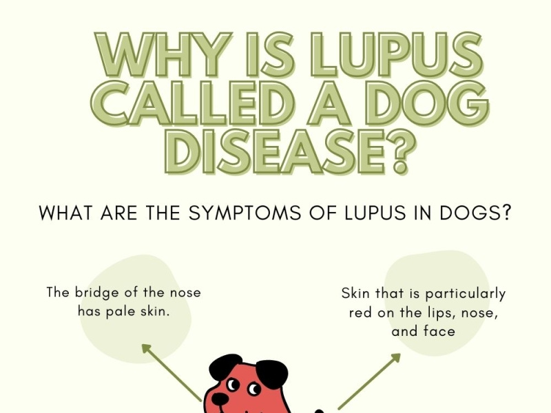 WHY IS LUPUS CALLED A DOG DISEASE? by Lupusca on Dribbble