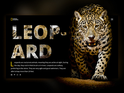 Daily UI - Leopard dailyui design hero banner hero image national geographic webdesign