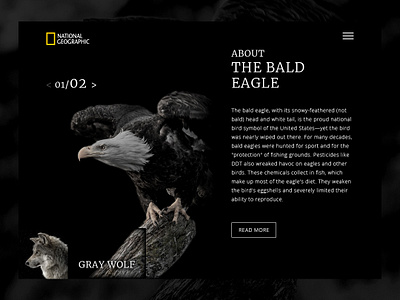 Daily UI - Bald Eagle dailyui eagle national geographic nature