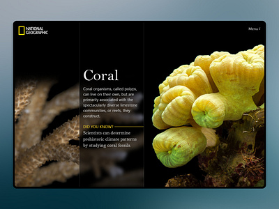 Daily UI - Coral