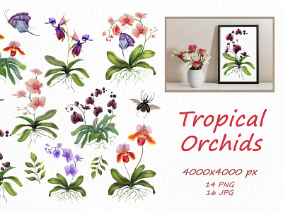 Tropical Orhids app branding design graphic design illustration logo typography ux