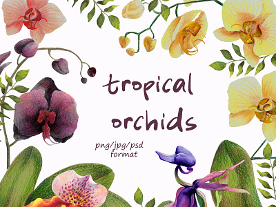 Orhids Set app branding design graphic design illustration logo typography