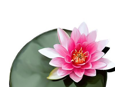 Pink Lily botanical digital painting illustration nature plants water lily