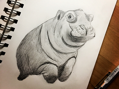 Baby hippopotamus drawing greyscale hippopotamus pencil sketch