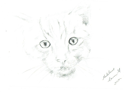 Cat sketch 2002 2 illustration pencil sketch