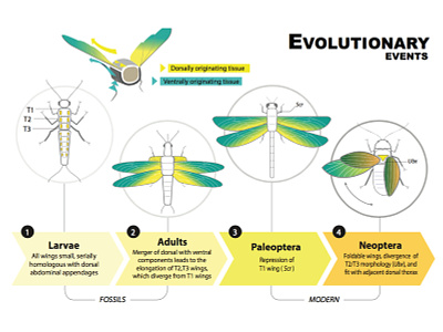 Artboard evolution illustration science