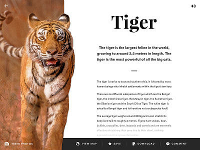 A - Z Animals App Concept: Tiger animal app concept layout mobile tablet tiger ui