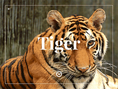 A - Z Animals App Concept: Tiger