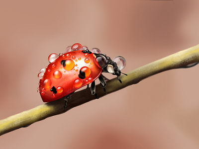 Ladybird Detalles procreate