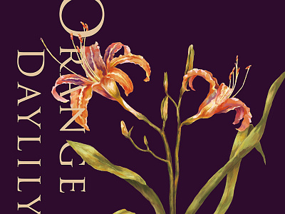 ORANGE DAYLILY flower illustration