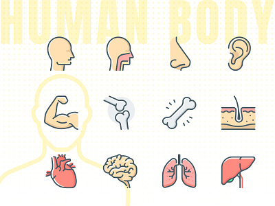 Human body, anatomy icon brain heart human human body icon icons nose organ outline
