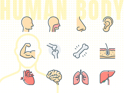 Human body, anatomy icon