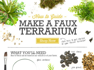 Terrarium How-To Email email how to html plants terrarium