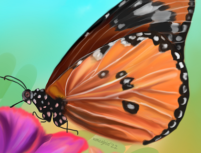 Butterfly Close Up butterfly illustration insects