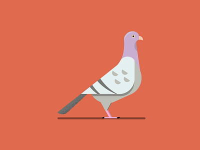 Pigeon art artist digitalart digitaldesign graphicdesign illustration pigeon sarajevo vector vectordesign