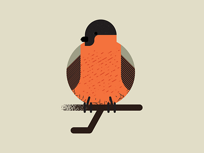 Finch artist birds design digitalart digitaldesign finch graphicdesign illustration illustrator retro vector vectorart vintage
