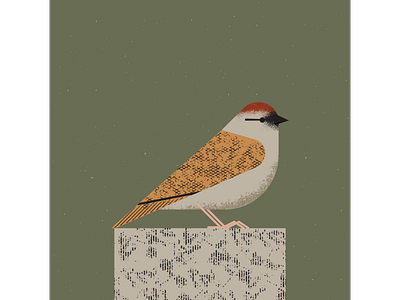 Sparrow