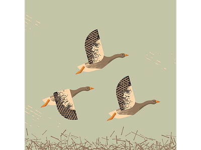 Greylag Geese