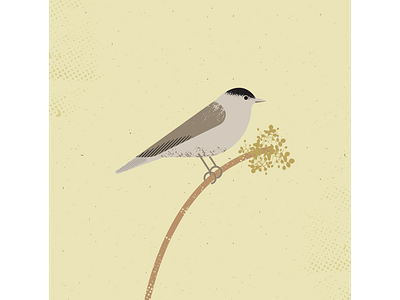 Blackcap artist bird birds blackcap design digitalart digitaldesign graphicdesign illustration illustrator vector vectorart vintage