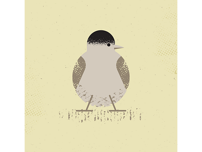 Blackcap artist birds blackcap design digitalart digitaldesign graphicdesign illustration illustrator vector vectorart vintage