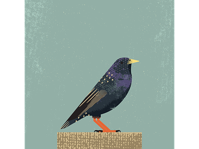 European Starling artist bird birds design digitalart digitaldesign european starling graphicdesign illustration illustrator vector vectorart vintage