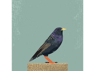 European Starling