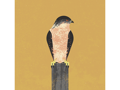 Cooper's Hawk artist bird birds coopers hawk design digitalart digitaldesign graphicdesign hawk illustration illustrator vector vectorart vintage