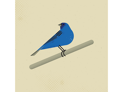 Indigo Bunting artist bird birds design digitalart digitaldesign graphicdesign illustration illustrator indigo bunting vector vectorart vintage