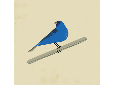 Indigo Bunting