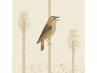 Sedge Warbler artist bird birds design digitalart digitaldesign graphicdesign illustration illustrator sedge warbler vector vectorart vintage